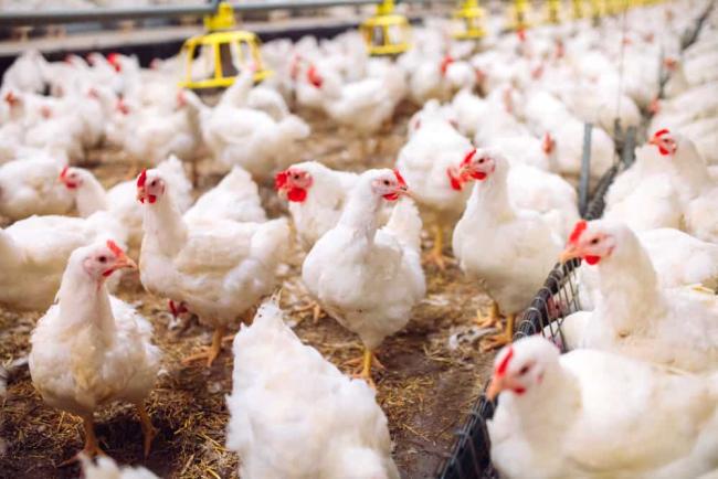 chicken-allergy