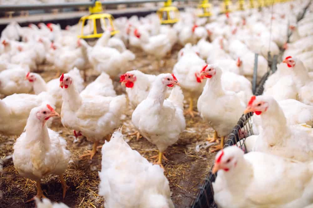 Chicken Allergy: How Do To Deal And What's Safe To Eat?