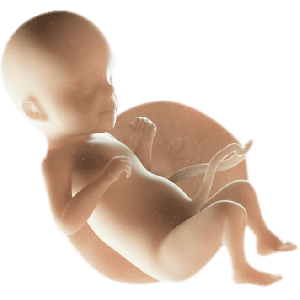 Infant