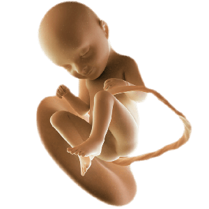 Infant