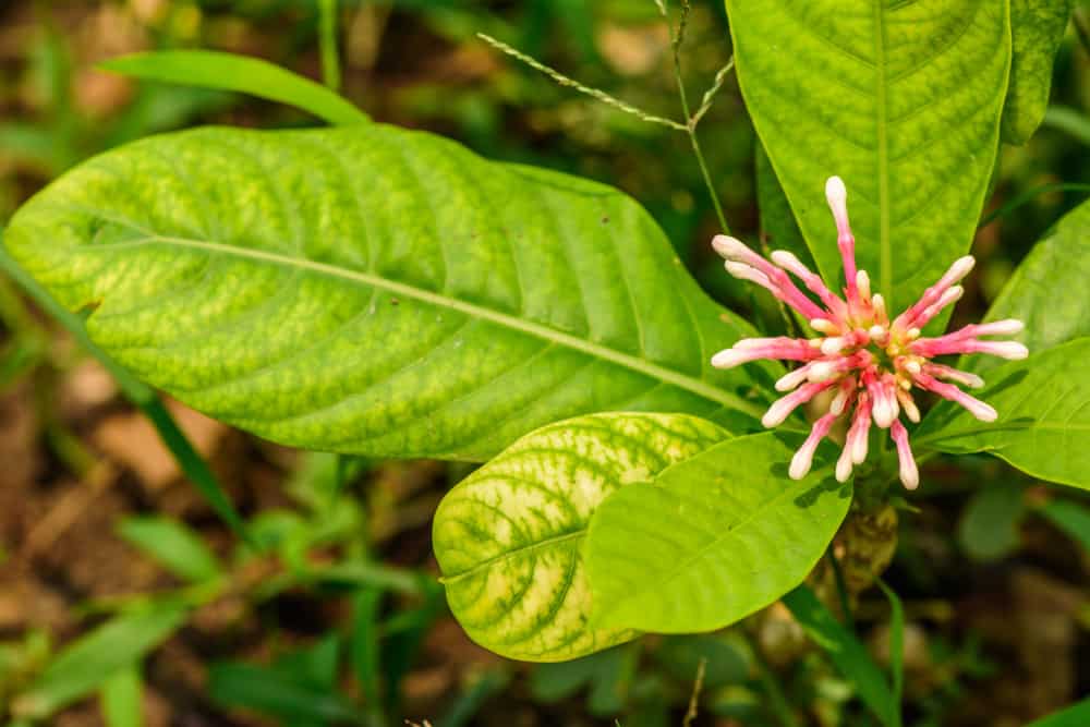 benepisyo-ng-serpentina