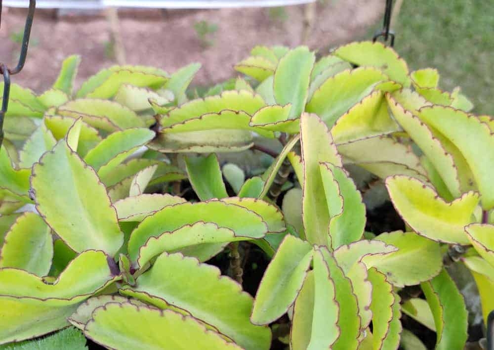 Katakataka o Kalanchoe Pinnata: Ano Ang Benepisyo Ng Halamang Gamot Na Ito?