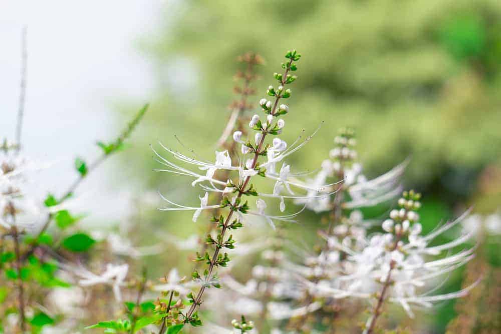 Halamang Balbas Pusa: Paano Ito Ginagamit At Ano Ang Benepisyo Nito?