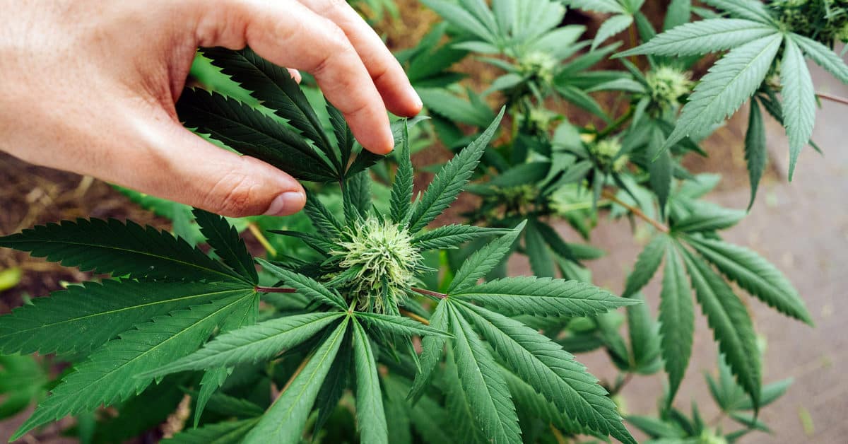 Medical Marijuana Philippines: Ano Ang Benepisyo Ng Halamang Ito?