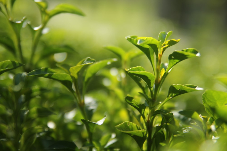 Halamang Gamot Para sa Tuberculosis, Mayroon Nga Ba?