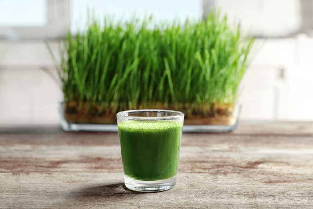 Benepisyo Ng Wheatgrass Sa Kalusugan, Alamin Dito!