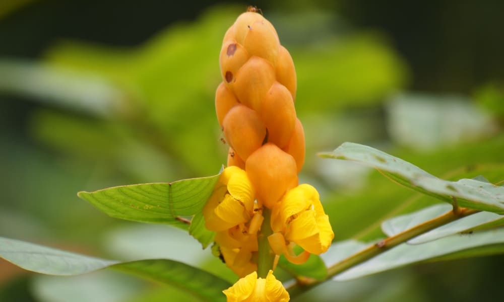 Benepisyo Ng Acapulco Para Sa Kalusugan, Alamin Dito!