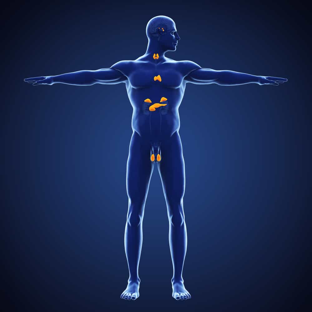 Ano Ang Endocrine System, at Ano Ang Kinalaman Nito sa Pagkakaroon ng Diabetes?