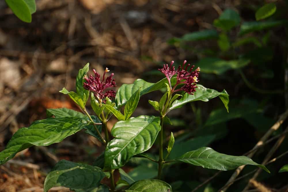 Bakit Dapat Iwasan Ng Mga Buntis Ang Serpentina? Alamin Dito
