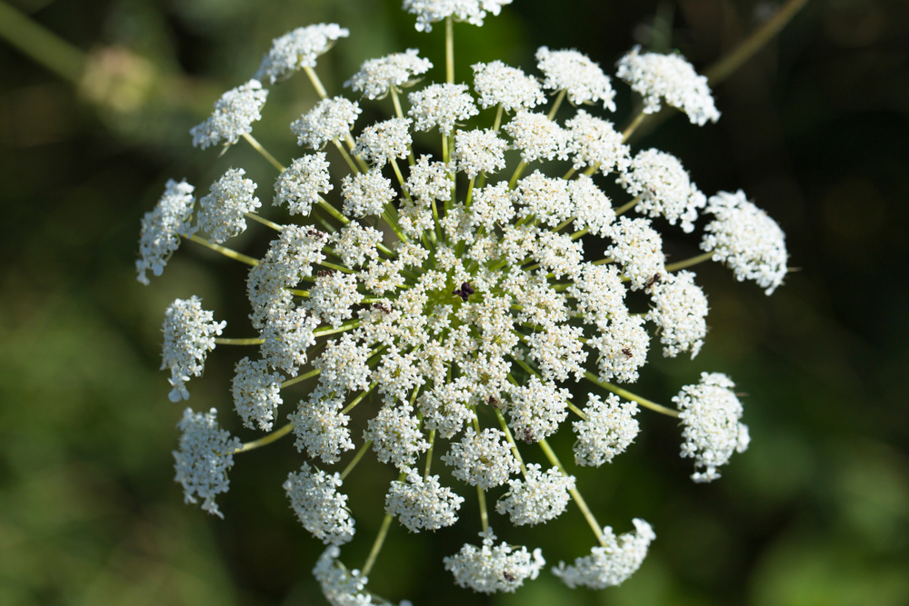 Queen Anne's Lace: Ano Ang Benepisyo Ng Halaman Na Ito?