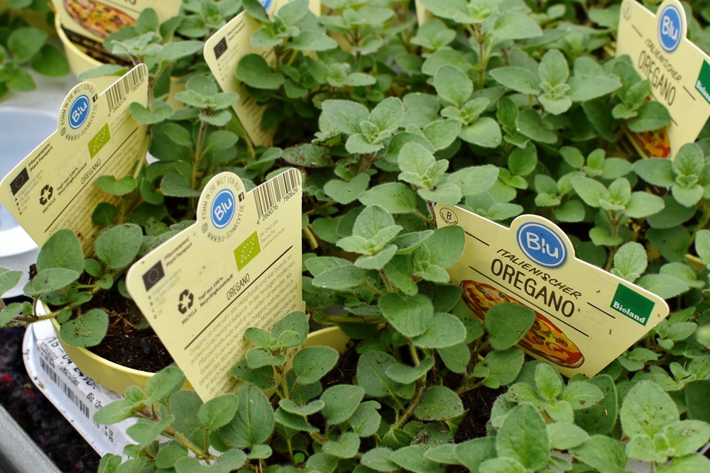 Oregano gamot sa ubo