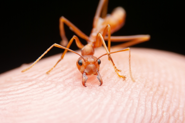 Langgam Insect Kagat Ng Langgam: Paano Ito Ginagamot? Alamin Dito