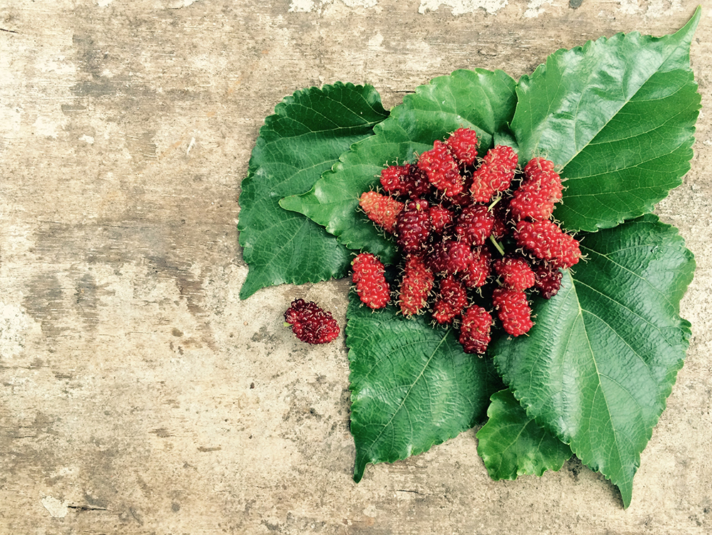 The Health Benefits of Mulberries
