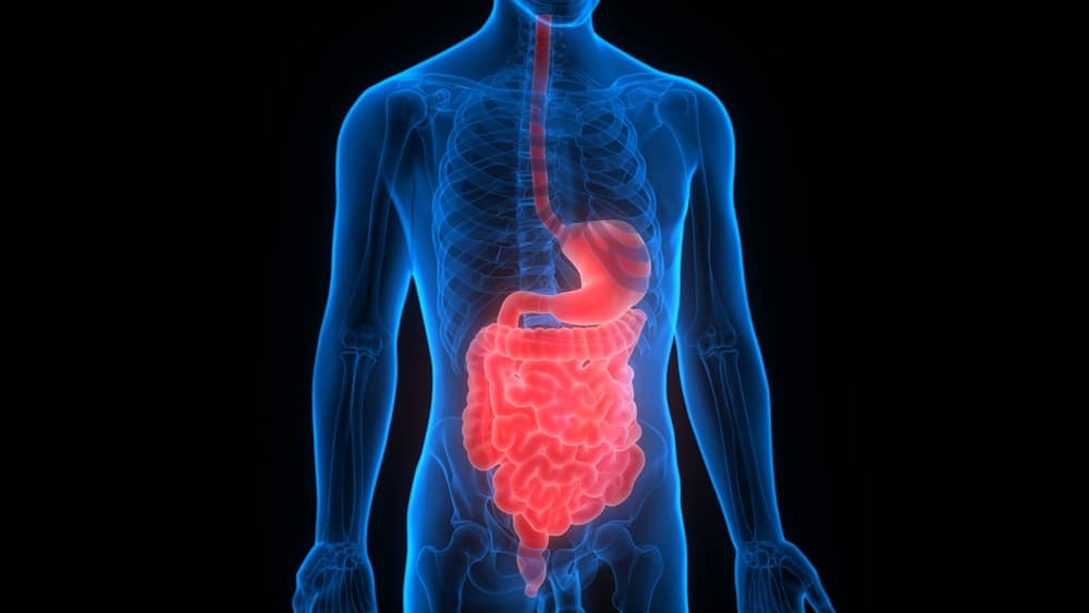 Heto Ang Dapat Mong Malaman Tungkol Sa Digestive System