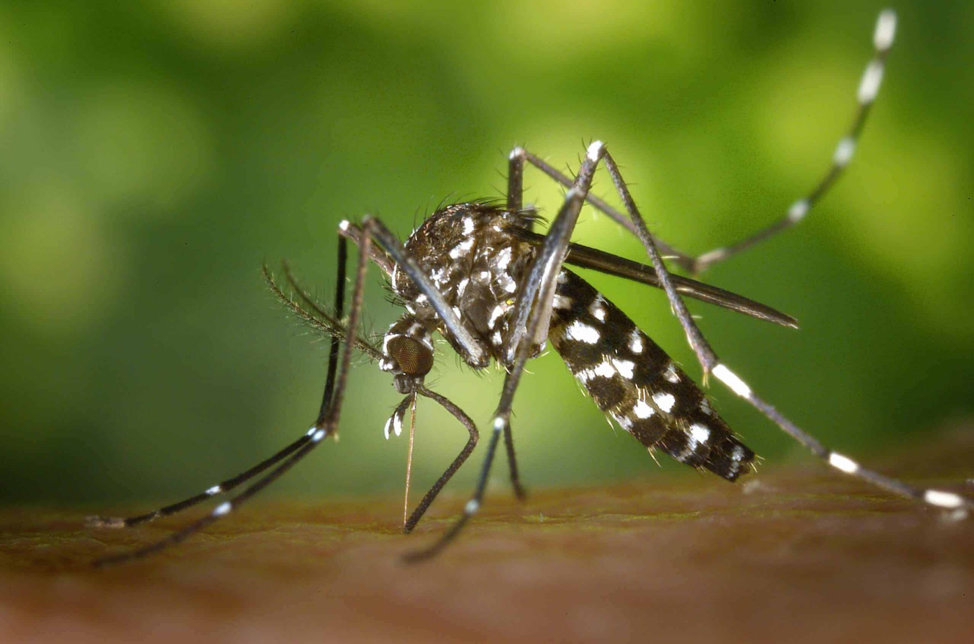 Kilalanin: Uri ng Lamok na Nagdudulot ng Dengue At Malaria