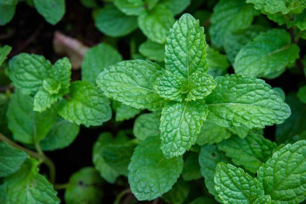 Mga Benepisyo ng Mint: Bakit Maganda sa Kalusugan ang Fresh at Cool Herb